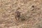 Black-backed jackal pup walking in the african savannah.