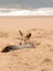 A black-backed jackal resting on the beach