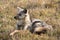 Black backed jackal resting in the grass.