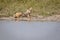 Black-backed jackal resting next to the water.