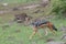 Black backed Jackal in a rocky savannah