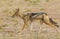 Black-backed Jackal running around the outskirts of a waterhole