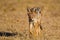 Black-backed Jackal running around the outskirts of a waterhole