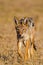 Black-backed Jackal running around the outskirts of a waterhole