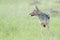 Black backed jackal on savanna, Masai Mara National Reserve, Kenya