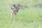 Black backed jackal on savanna, Masai Mara National Reserve, Kenya