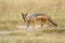 Black-backed jackal in savannah