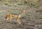 Black-backed Jackal seen at Masai Mara, Kenya