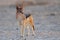 Black backed jackal standing in a salt pan, etosha nationalpark, namibia