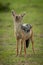 Black-backed jackal stands with both eyes closed