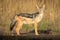 Black-backed jackal stands in profile turning head