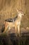 Black-backed jackal stands in sunshine in grass