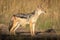 Black-backed jackal stands in sunshine staring ahead