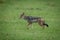 Black-backed jackal trotting over grass in shade