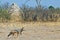 Black backed Jackal walking across the dry arid African plains