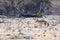 Black Backed Jackal walking in the bush, daylight. Etosha National Park, the main travel destination in Namibia, Africa. Profile