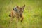 Black-backed jackal walks through grass lifting paw