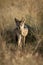 Black-backed jackal walks towards camera through grass