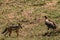 Black Backed Jackal Wildlife Animals Mammals at the savannah grassland wilderness hill shrubs great rift valley maasai mara