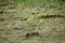 Black Backed Jackal Wildlife Animals Mammals at the savannah grassland wilderness hill shrubs great rift valley maasai mara
