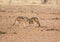 Black-backed Jackals