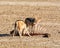 Black-backed Jackals