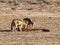 Black-backed Jackals