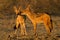 Black-backed Jackals