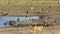 Black-backed jackals hunting doves, Kalahari desert, South Africa