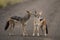 Black backed jackals in love