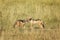 Black-backed jackals in the Masai Mara