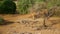 Black-backed jackals runs through the African dried savannah among the bushes