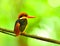 Black-backed Kingfisher