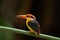 Black-backed Kingfisher