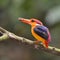 Black-backed Kingfisher bird