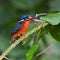 Black-backed Kingfisher bird