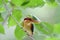 Black-backed or Oriental dwarf kingfisher perching on hanging thin tree branc over small stream looking for live fish to catch