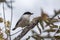 Black backed Puffback in Kruger National park, South Africa