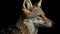 Black Backed or Silver Backed Jackal staring towards the camera, Silver Backed Jackal. generative ai