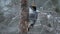 Black Backed Woodpecker Bird Tapping on Tree in Winter