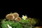 Black background decoration with mushrooms and daisy flower