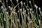 On a black background, many stems with poppy heads mature and green