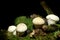 Black background with smooth puffbal mushrooms on the moss rotten wood