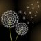 Black background with two dandelions blowing