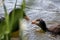 Black bald-coot feeding its young biddy from beak to beak with fluffy plumage and a red beak swimming on lake or creek