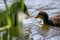 Black bald-coot feeding its young biddy from beak to beak with fluffy plumage and a red beak swimming on lake or creek