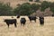 Black Baldy and Black Angus Cattle in a field