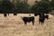 Black Baldy and Black Angus Cattle in a field