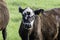 Black baldy calf - copper deficiency