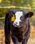 Black baldy calf with ear tag - vertical